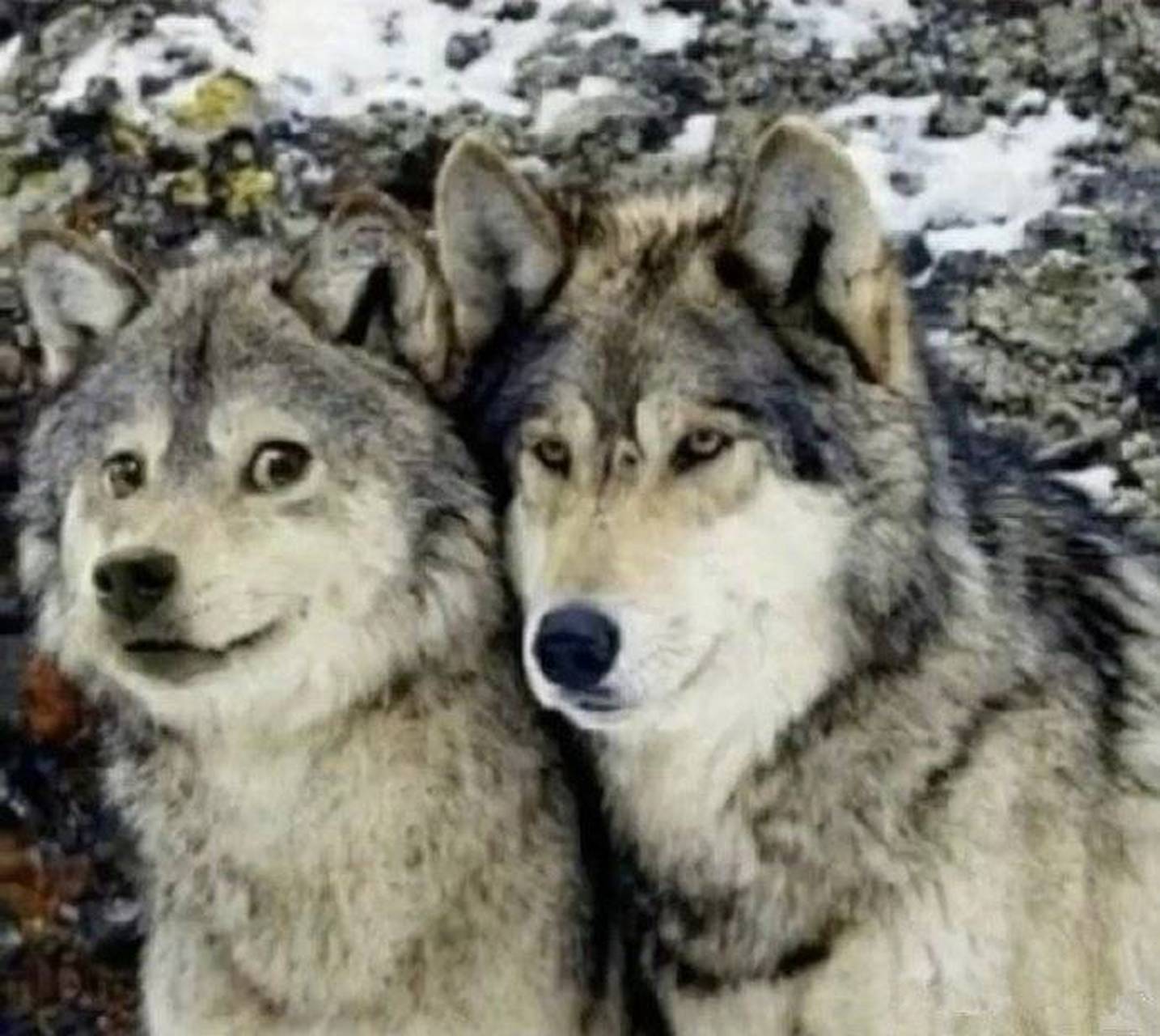 哈士奇与狼的爆笑合照图片