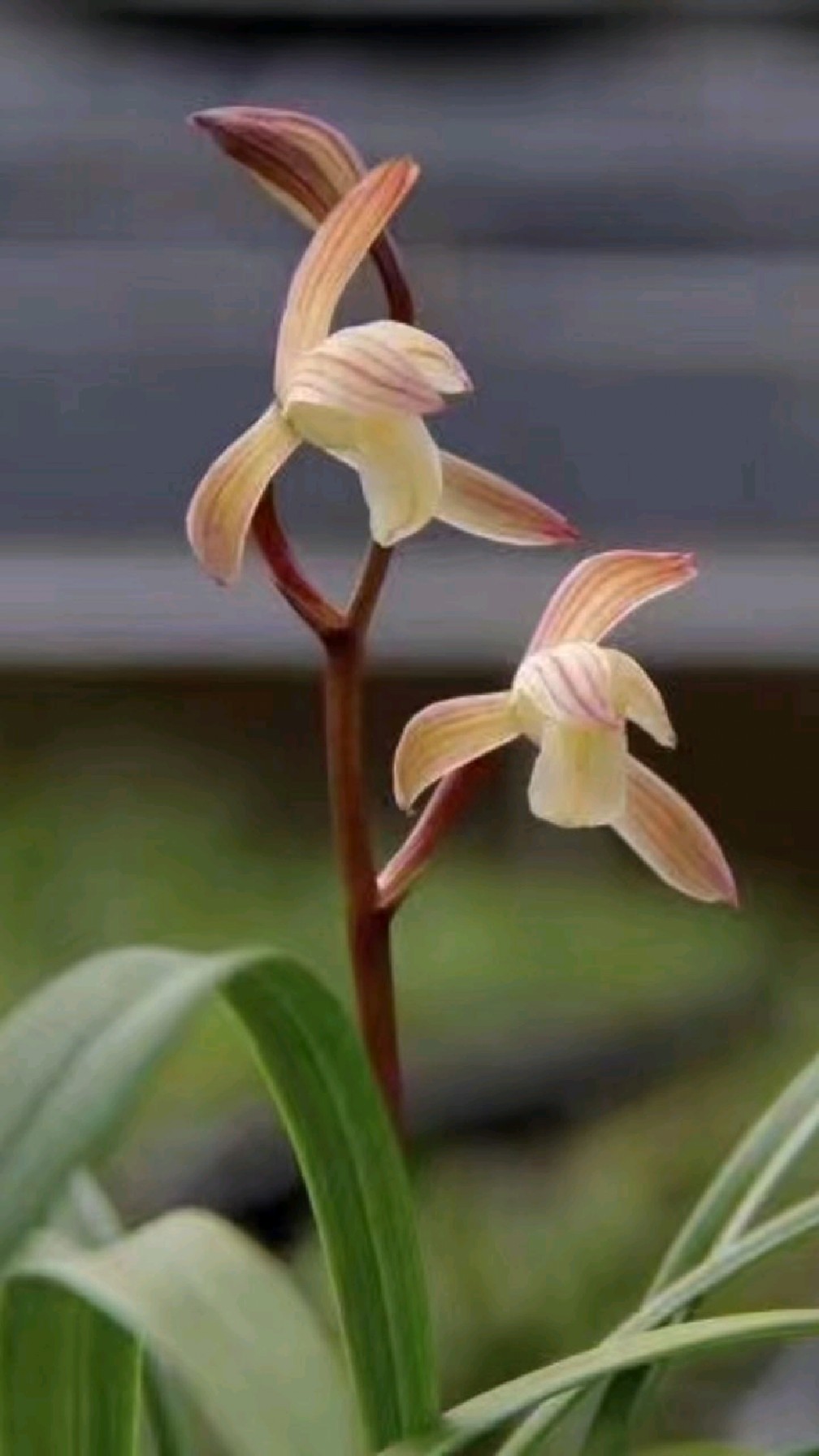 建兰,春雨彩虹,秋雪,漂亮的苗子-度小视