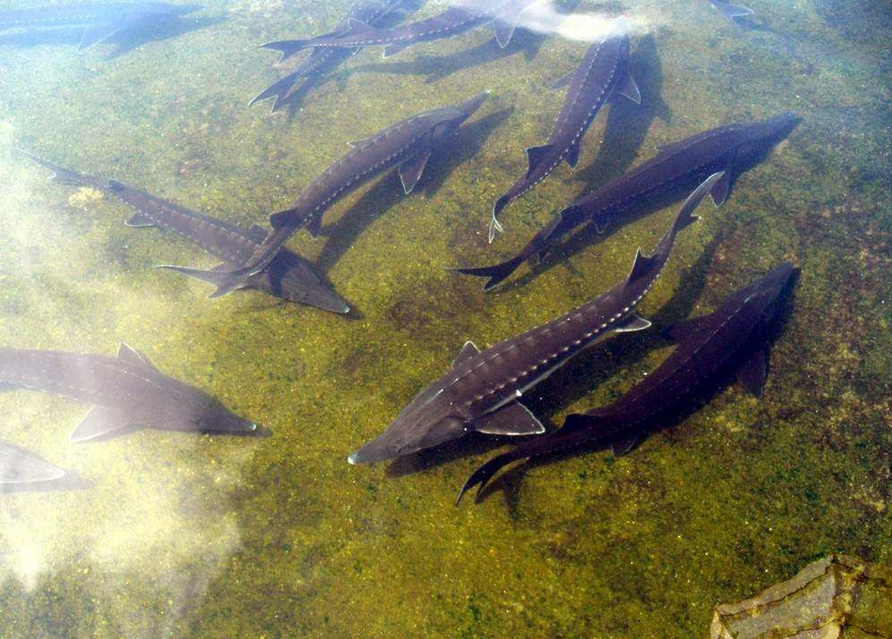 中华鲟是中国长江中最大的鱼,有"长江鱼王"之称