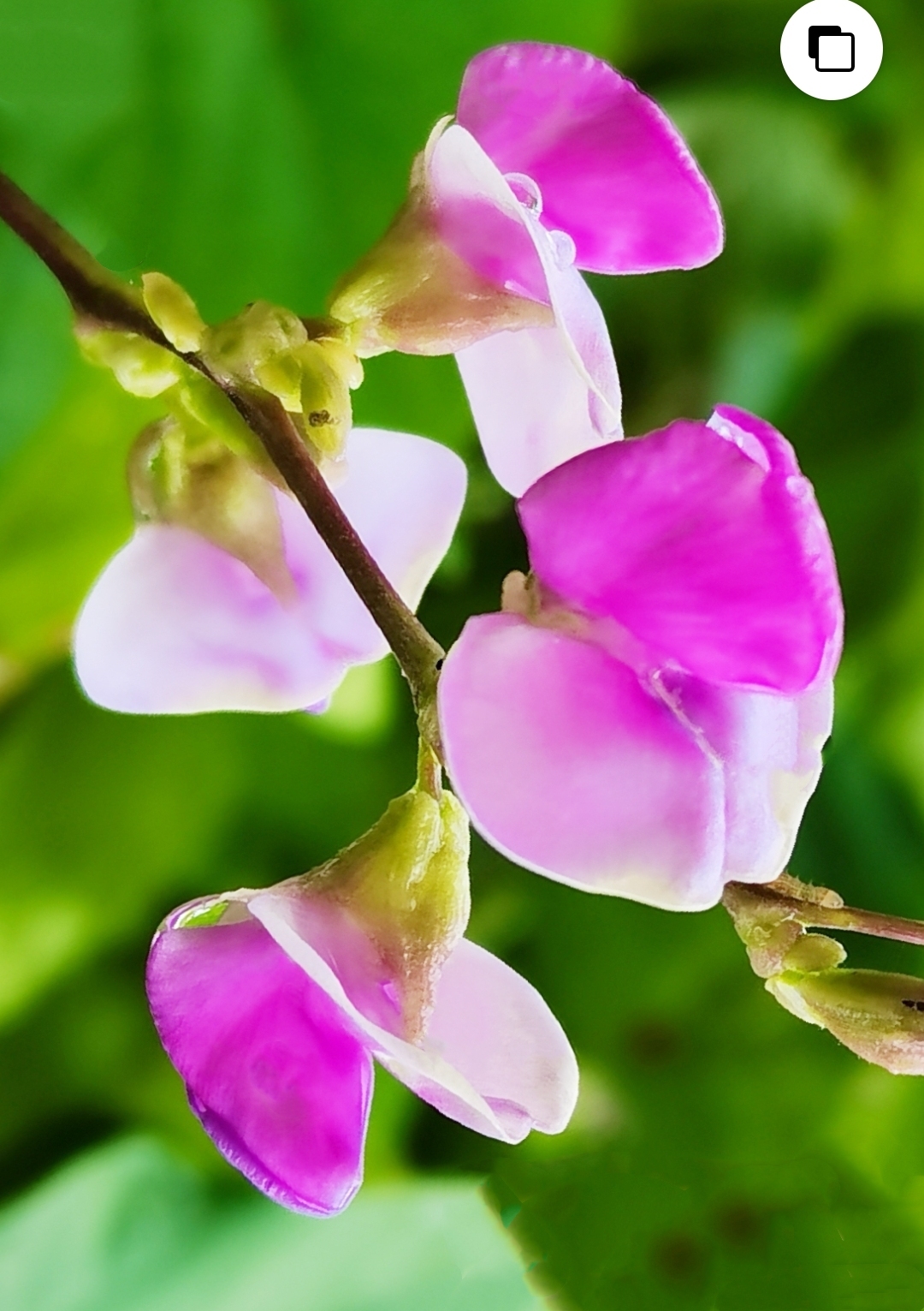 感受植物之美:满架秋风扁豆花