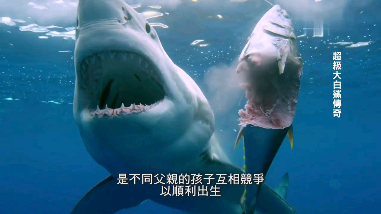 深海超级大白鲨鱼
