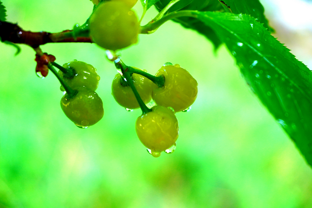 雨后身边风景随拍