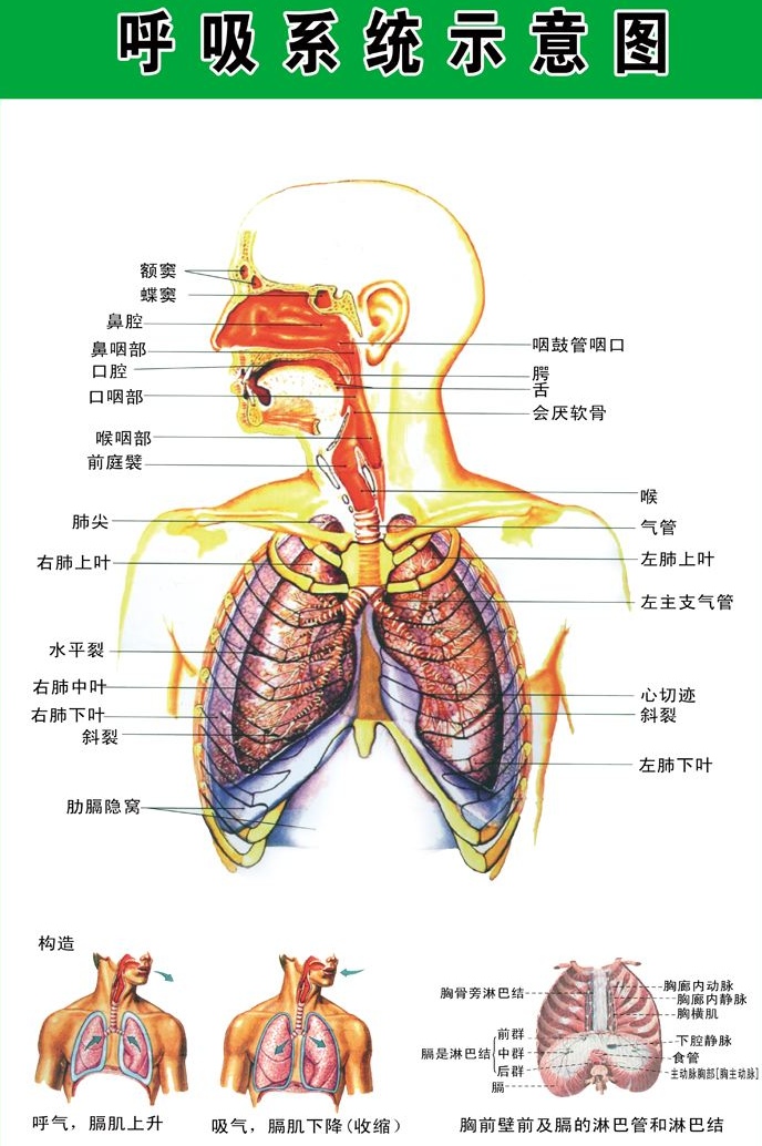 完整的呼吸系统图图片