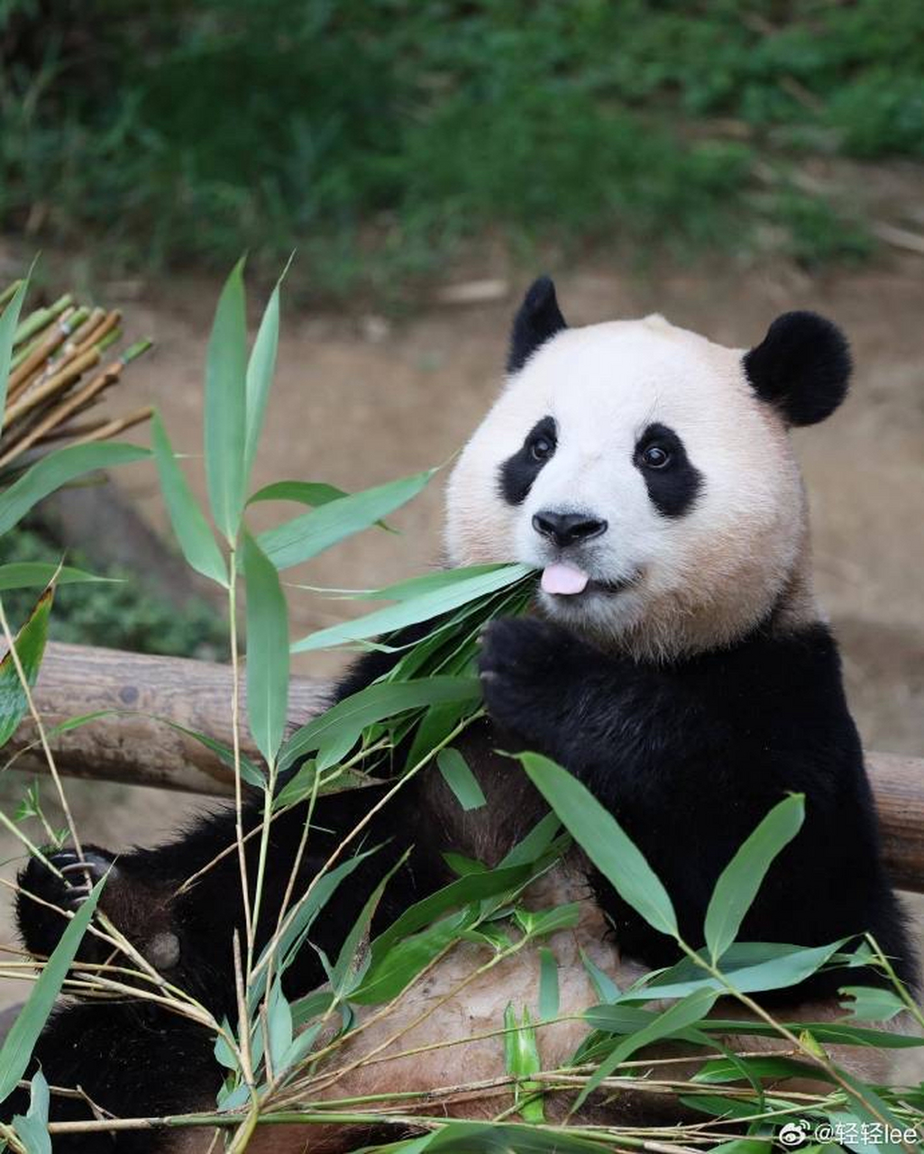 旅韩大熊猫爱宝生下双胞胎 在中韩双方专家的共同努力