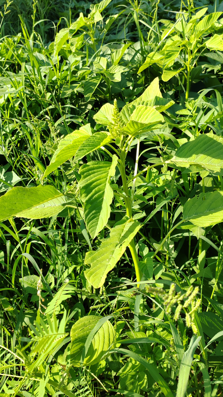 分享图片:野苋菜的风采 下乡采风,发现杂草丛里的野苋菜长的是叶大