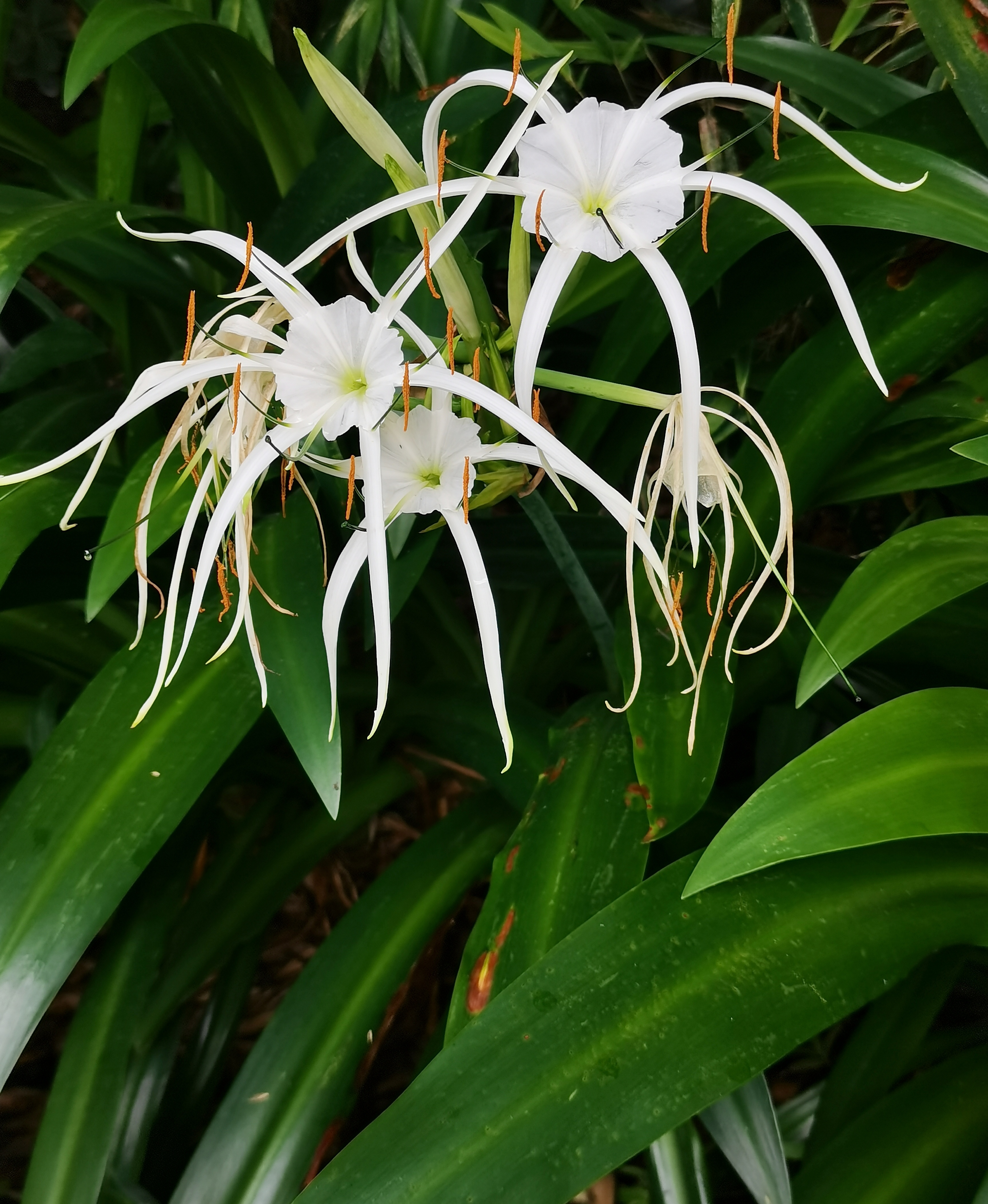 水鬼蕉雄蕊着生于喉部,而下部为漏斗状副冠,有如螯蟹腿,蜘蛛脚,故有"