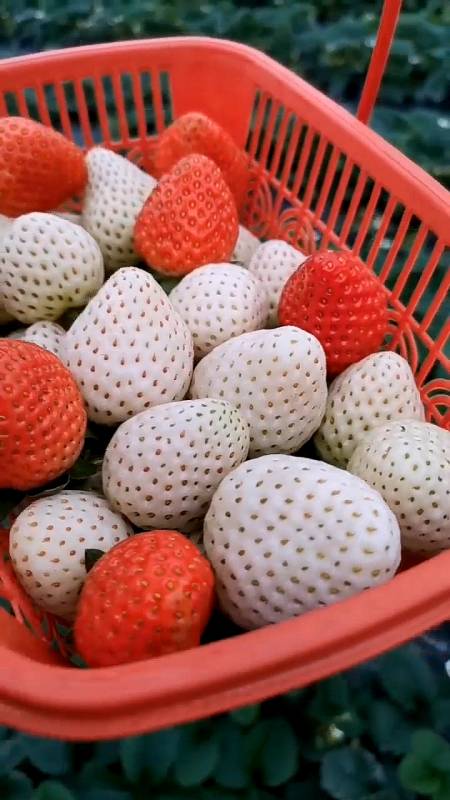 白雪公主草莓苗价格 白雪公主草莓苗结果表现 口感香甜 果肉硬 枝株