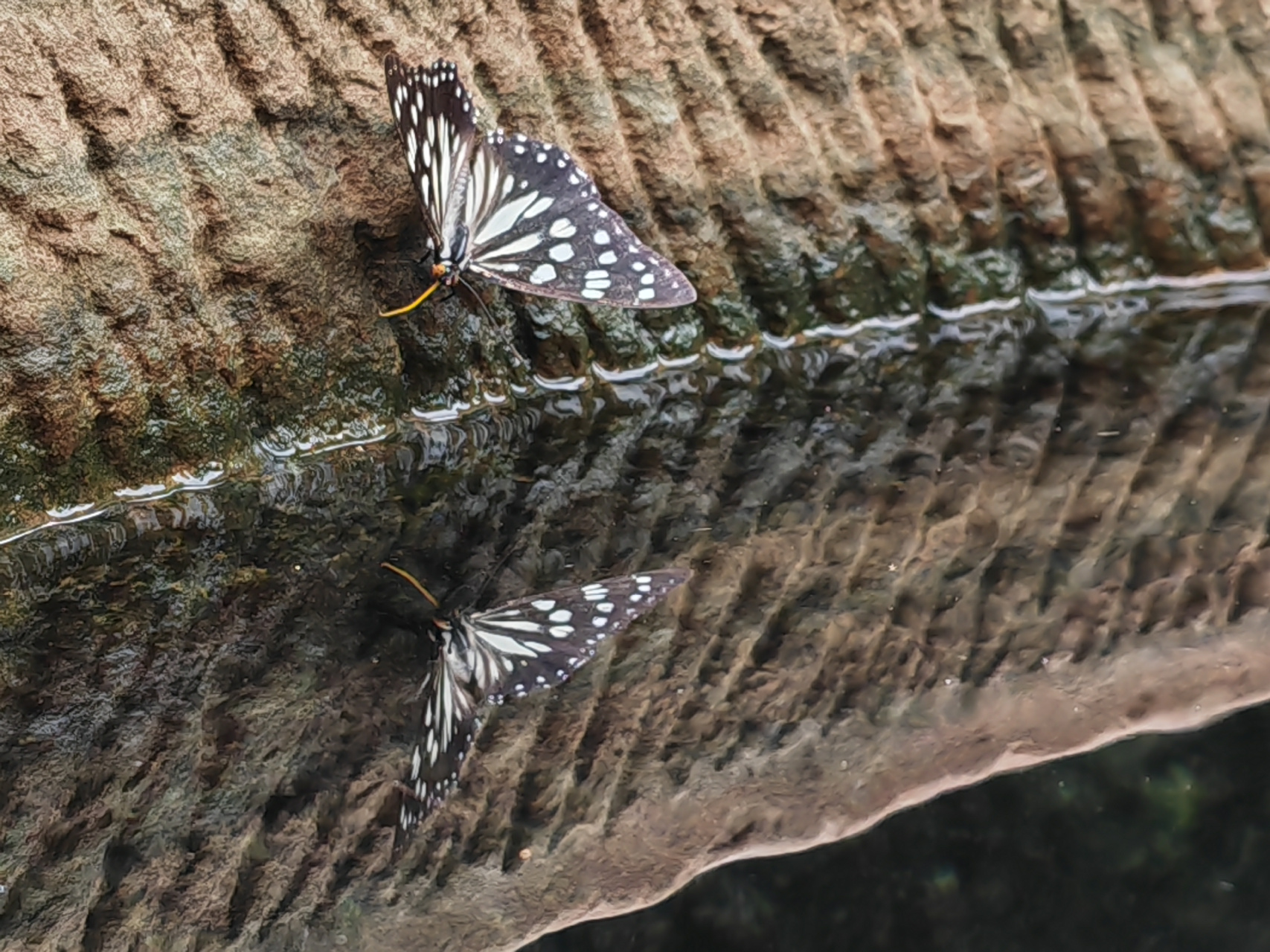 今日分享极限抓拍: 蝴蝶泉边的蝴蝶饮水图!细品,意境拉满