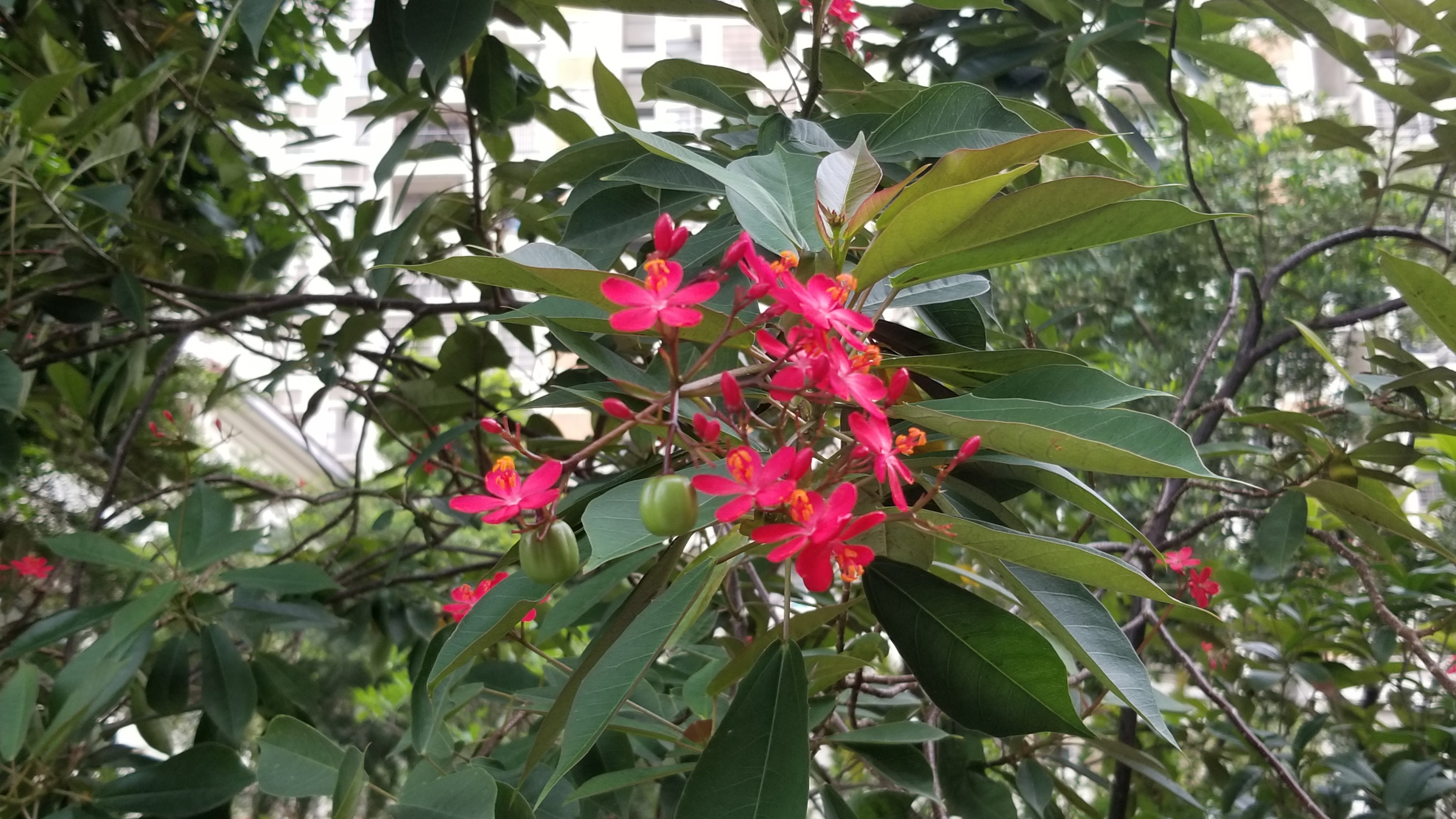 琴叶珊瑚     琴叶珊瑚又叫变叶珊瑚花,日日樱等,是大戟科麻风属常绿