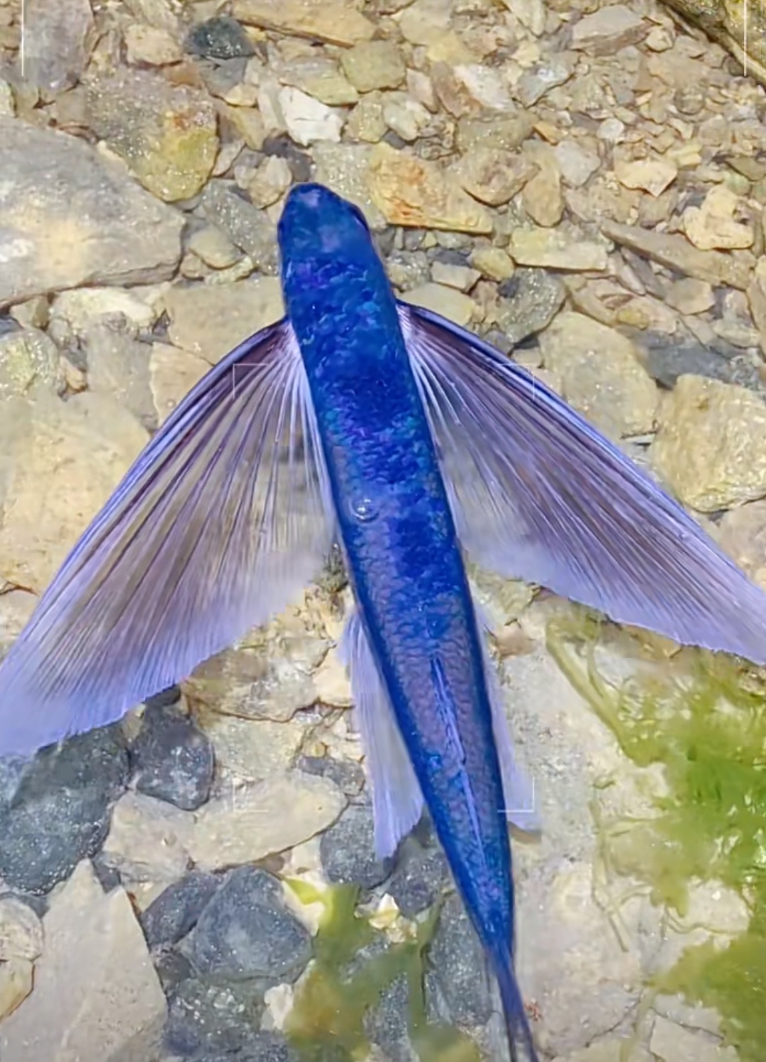 听说这种蓝色的鱼十分罕见,点赞的人都能得到好运呢!#摄影# #福报