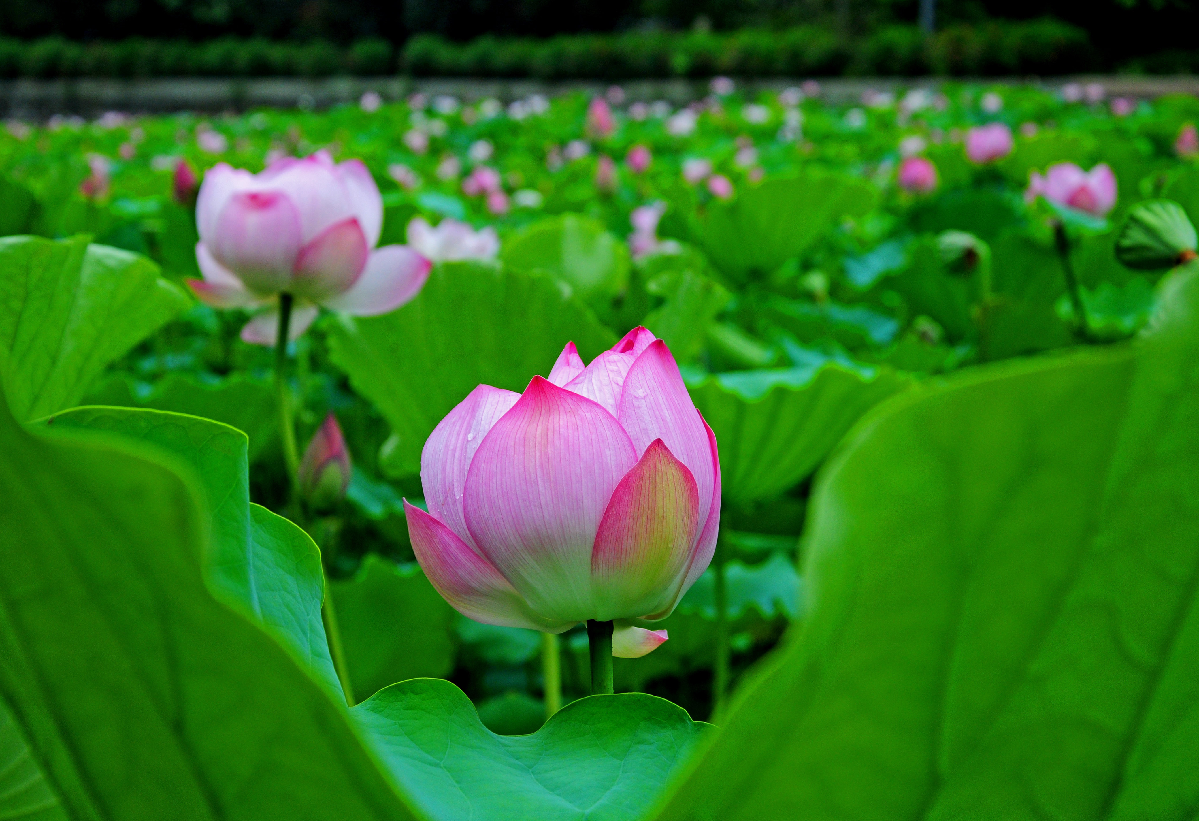 六月荷花满池塘,七月图片