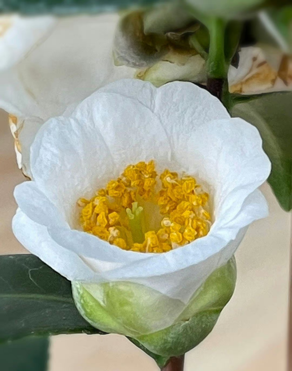 单瓣的叫加茂本阿弥  kamo-honnami, 重瓣的叫贝利公爵夫人 duchess