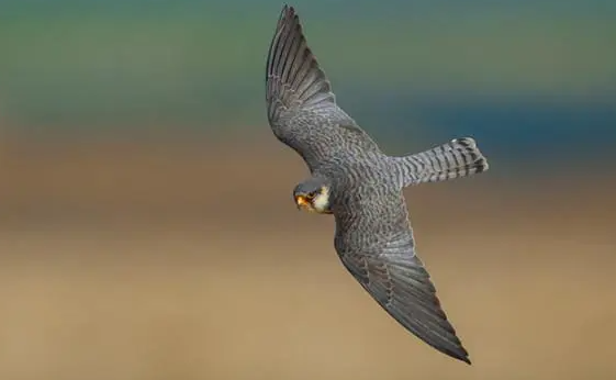 夜隼 是什么鸟呢