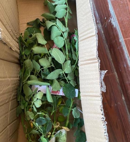 新入月季小苗黄叶要怎么办?