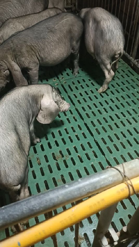 太湖猪原种场#太湖母猪#梅山四蹄白母猪-度小视