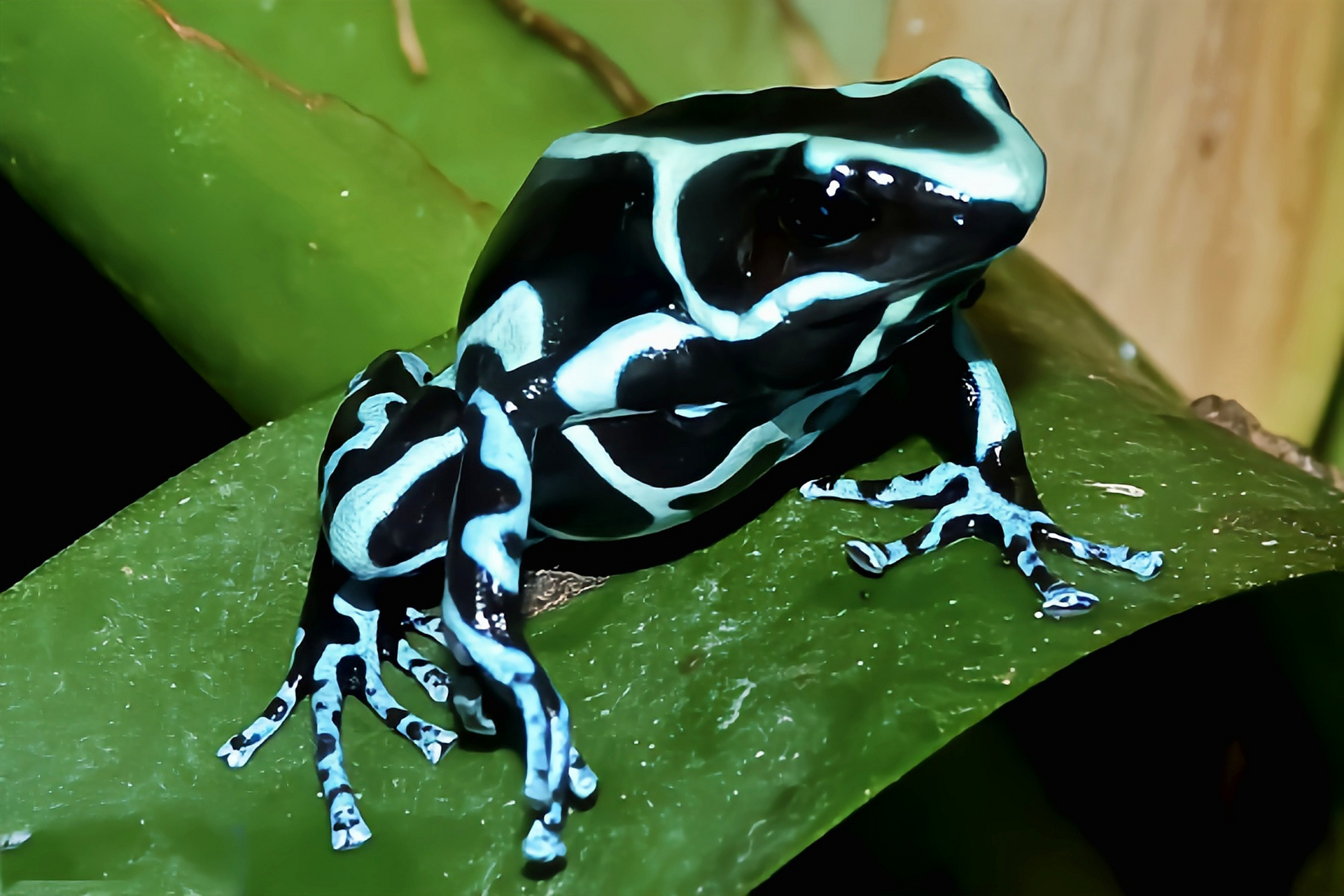 每天认识一种动物——迷彩箭毒蛙 迷彩箭毒蛙别名绿色箭毒蛙,原产南美