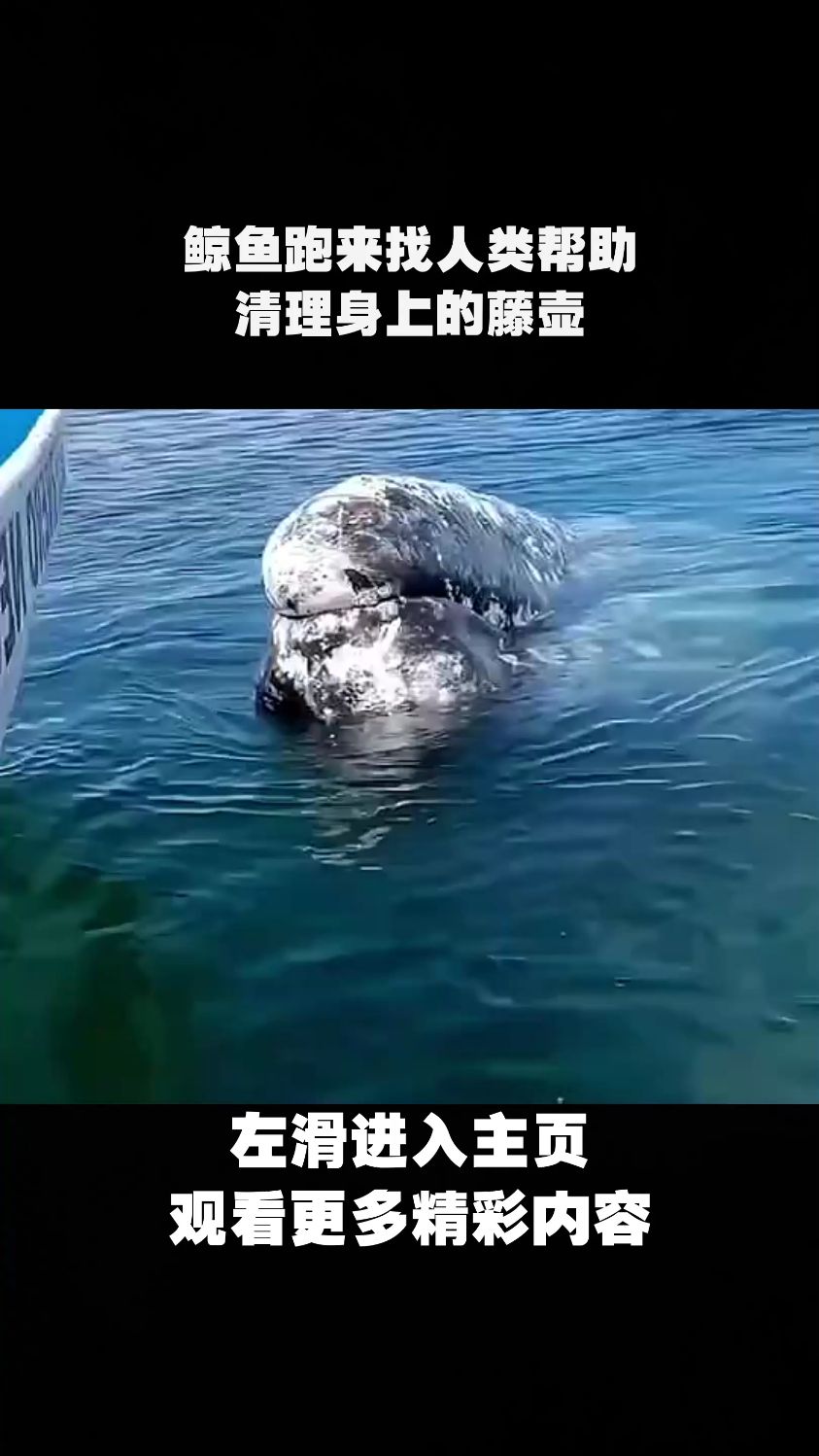 鲸鱼跑来找人类帮助,清理身上的藤壶