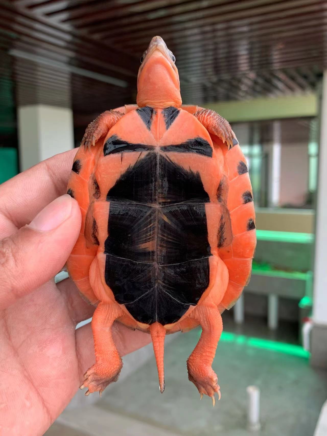 广东人最爱的"大米金钱龟"