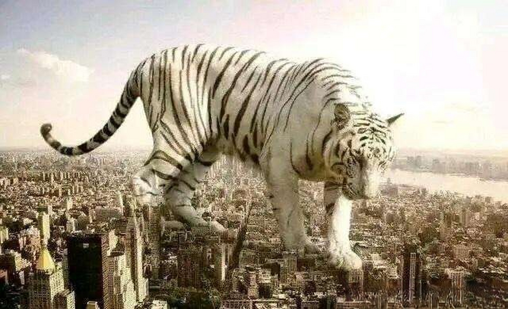 图中的老虎91和大象98谁更大?