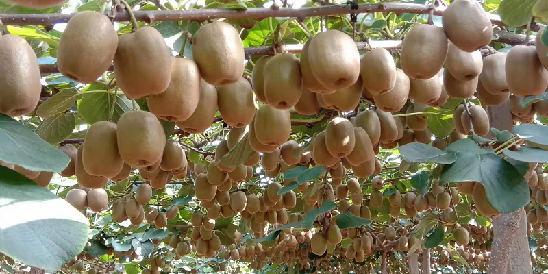 博山猕猴桃基地图片