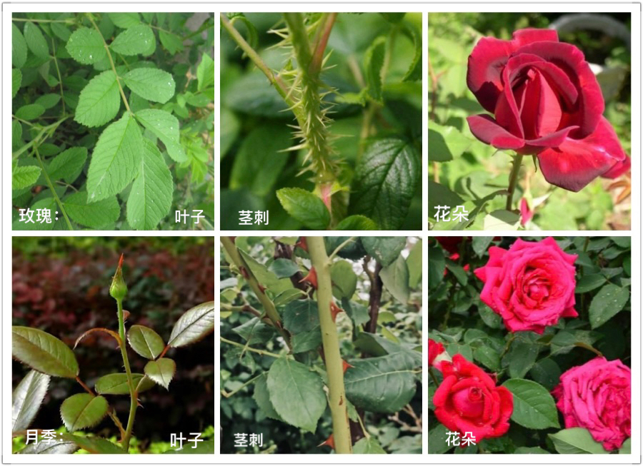 蔷薇属七大种类图文比较,对正确认识玫瑰花,具有一定的参考作用