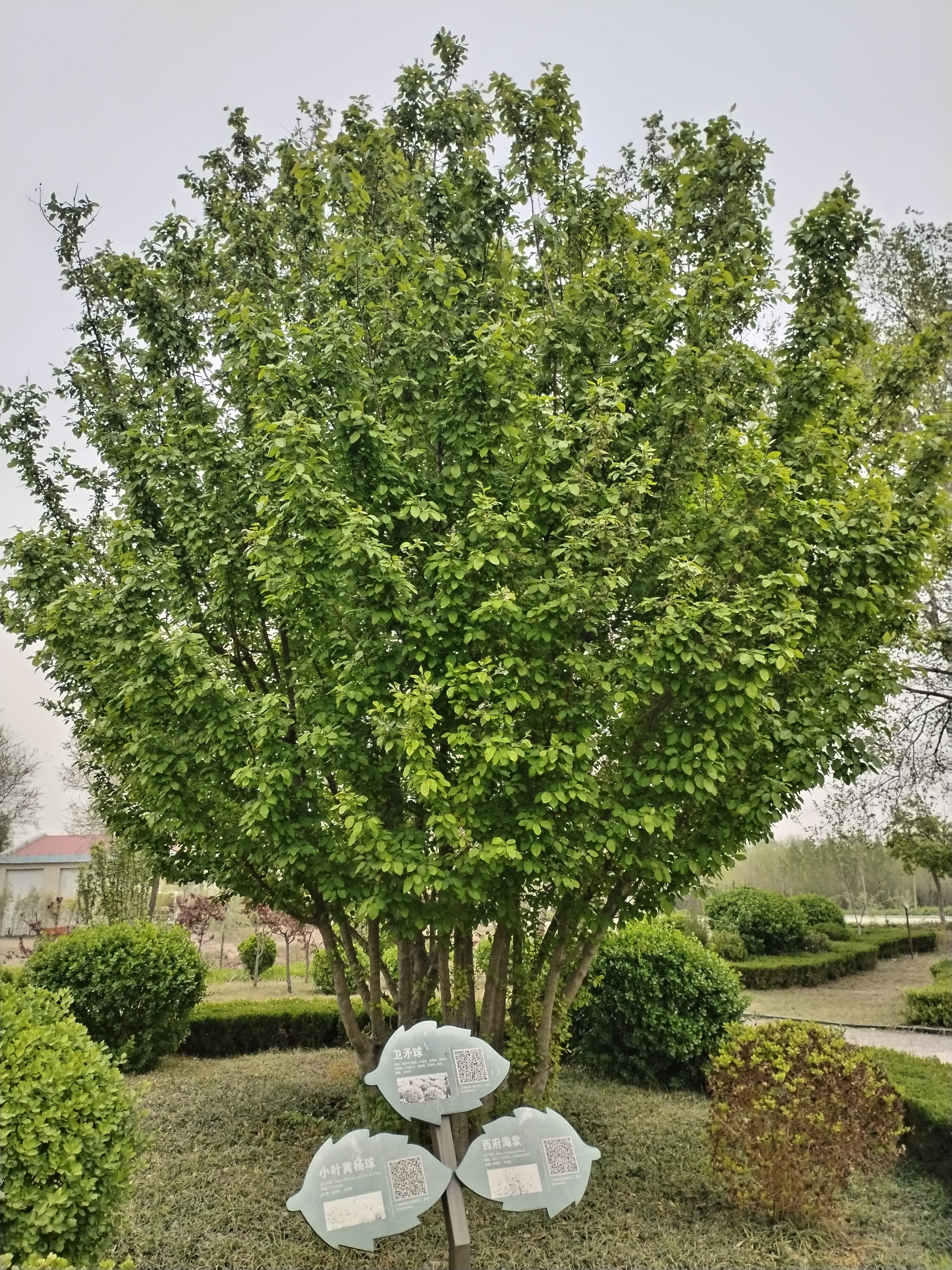 无棣清波烟雨植物园