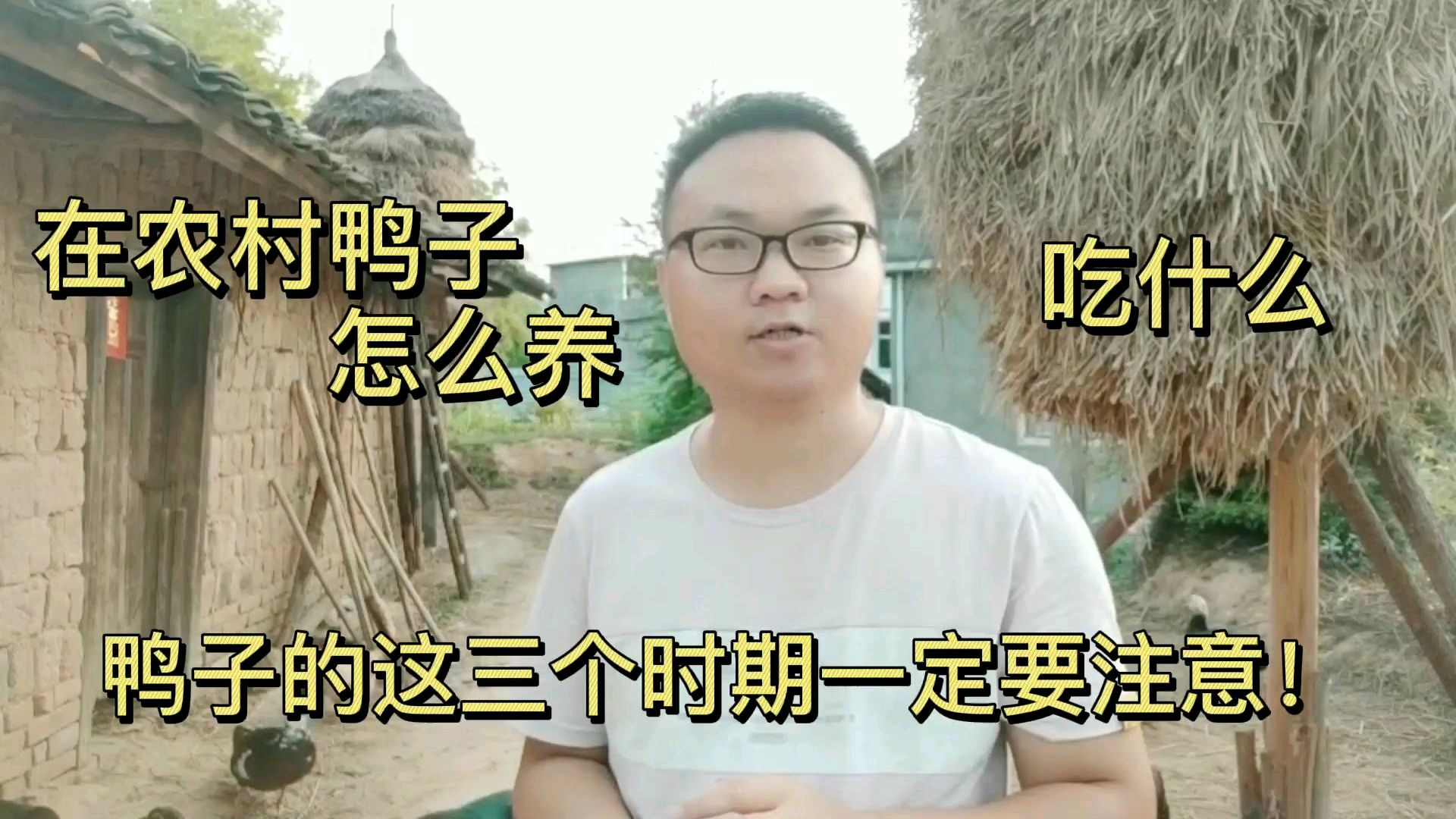 农村散养鸭子吃什么?这三个阶段一定要注意!