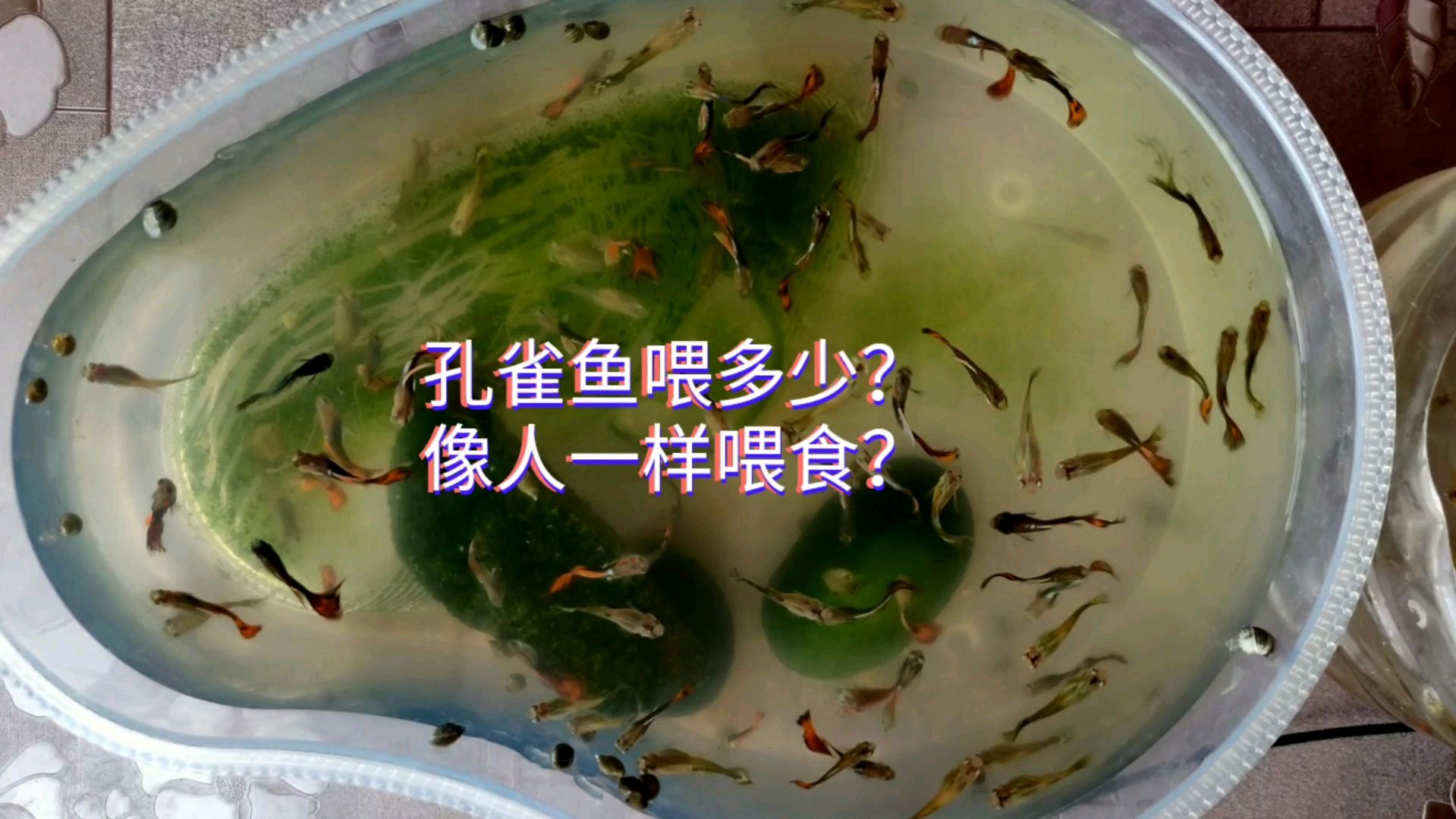 新手:孔雀鱼如何喂食?余月:按照人的成长阶段来喂鱼,不会错!