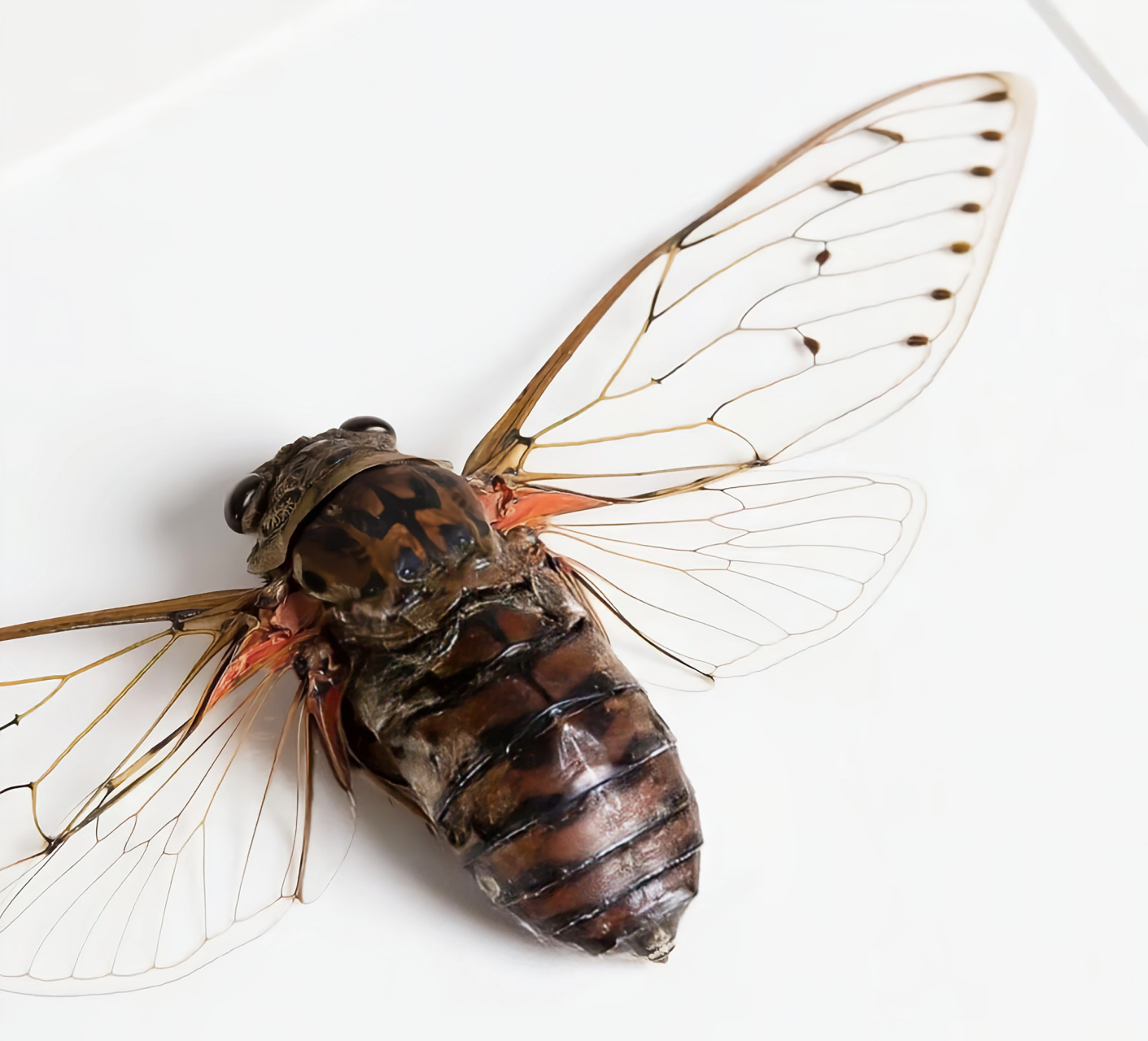 每天认识一种昆虫——帝王蝉 帝王蝉是半翅目,蝉科昆虫.