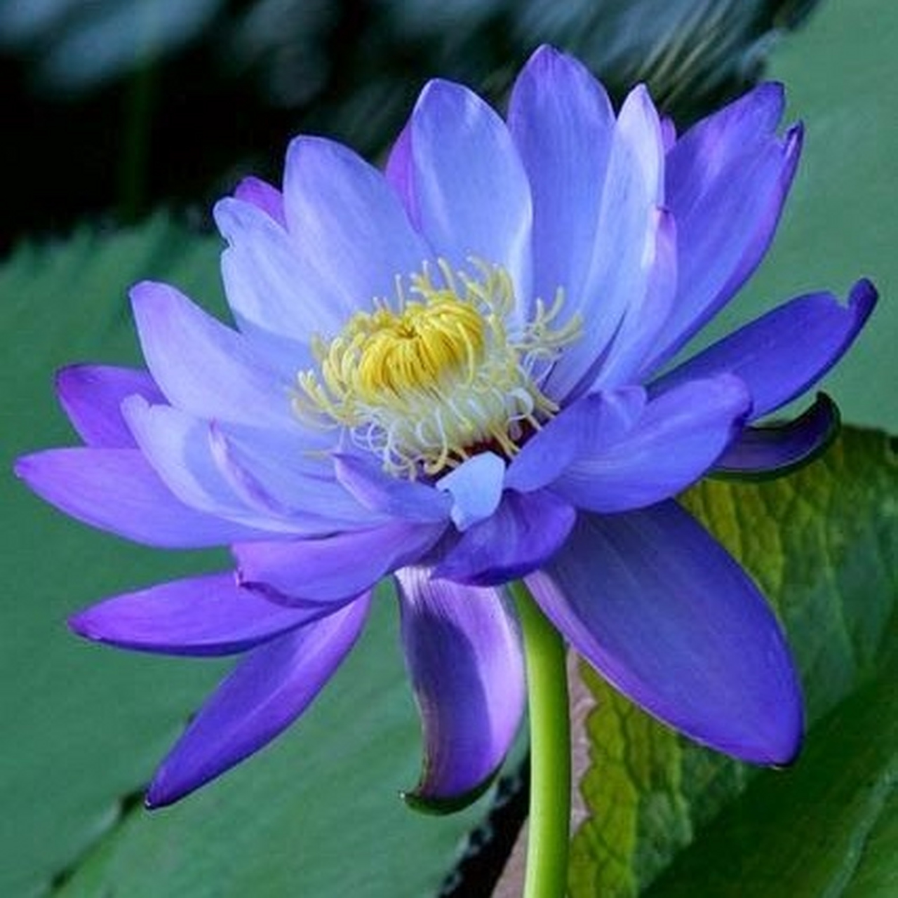 美美和和95好运连连90荷花池映碧云天07馥郁芳香