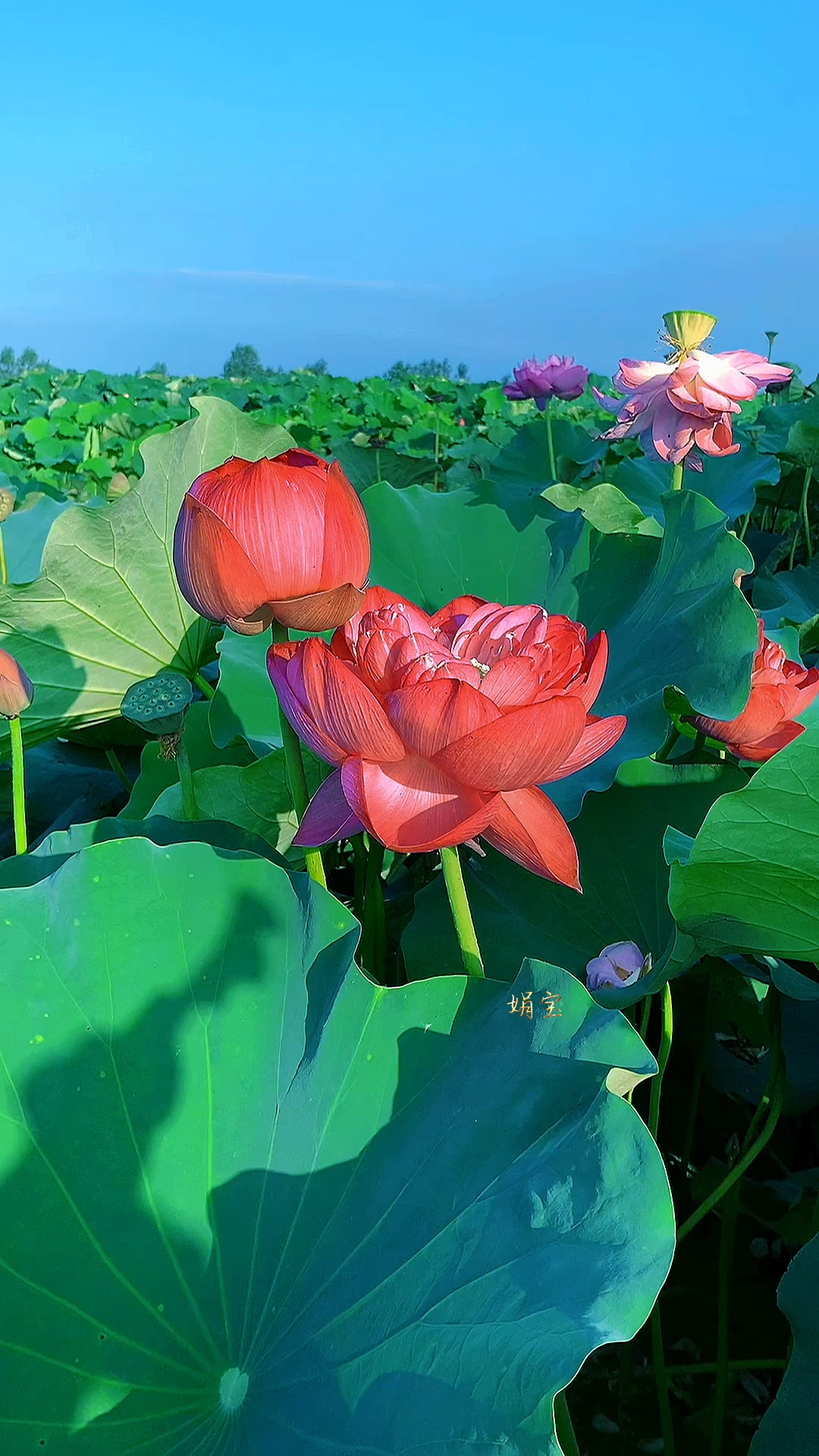 痴恋荷塘荷花仙,蓝天骄阳花更艳