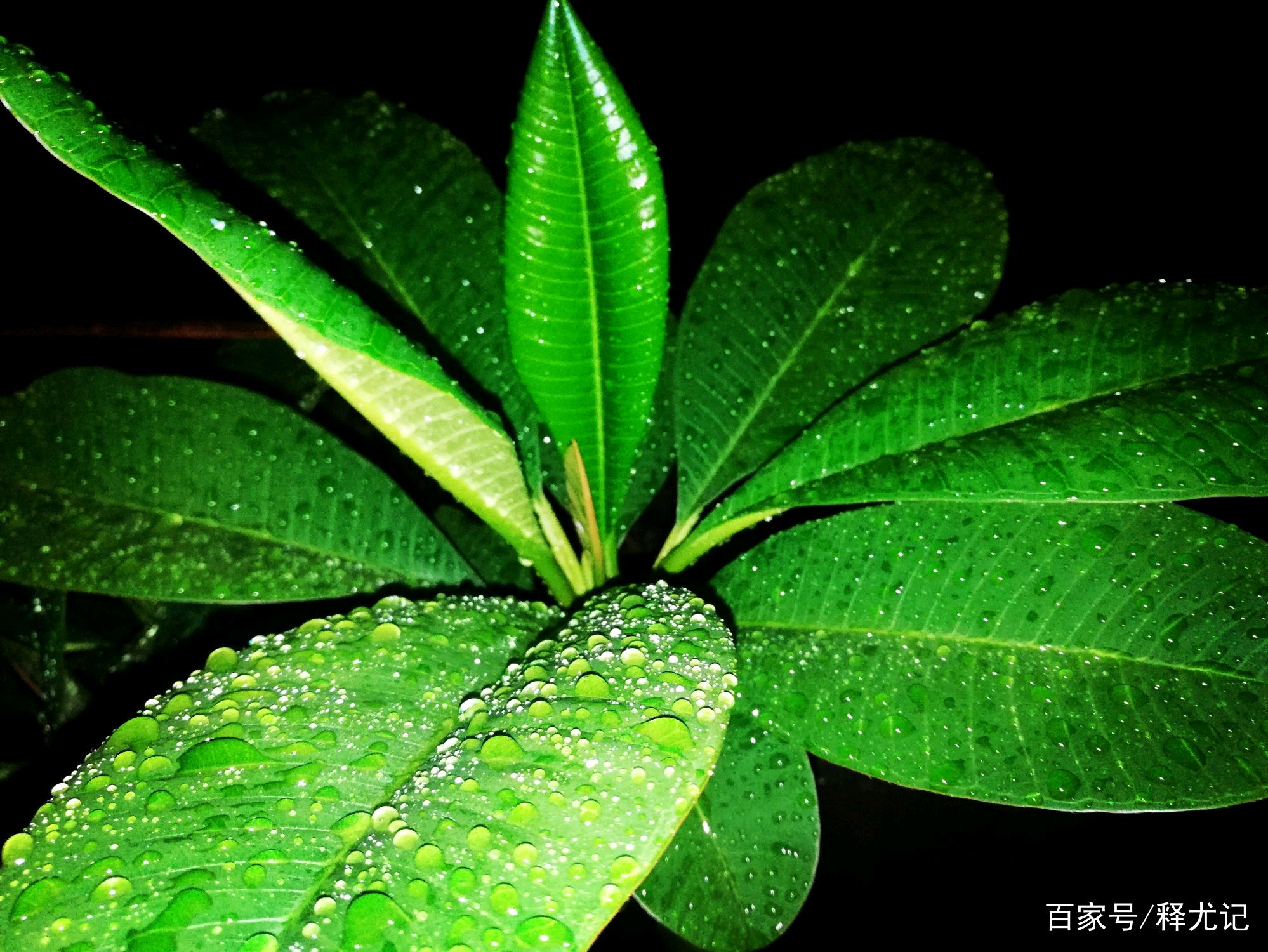 喜歡看看雨後的綠葉