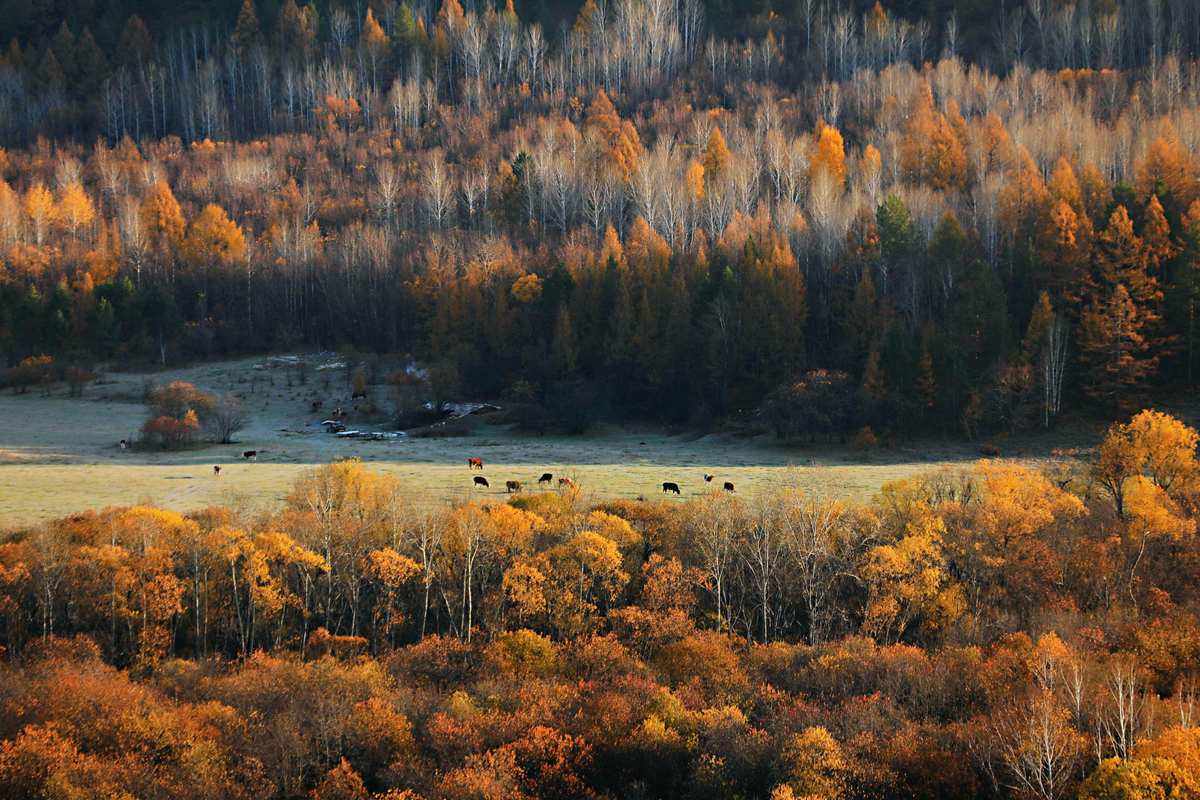 大兴安岭国家原始森林保护区,在这里的动物,植物,样样珍贵