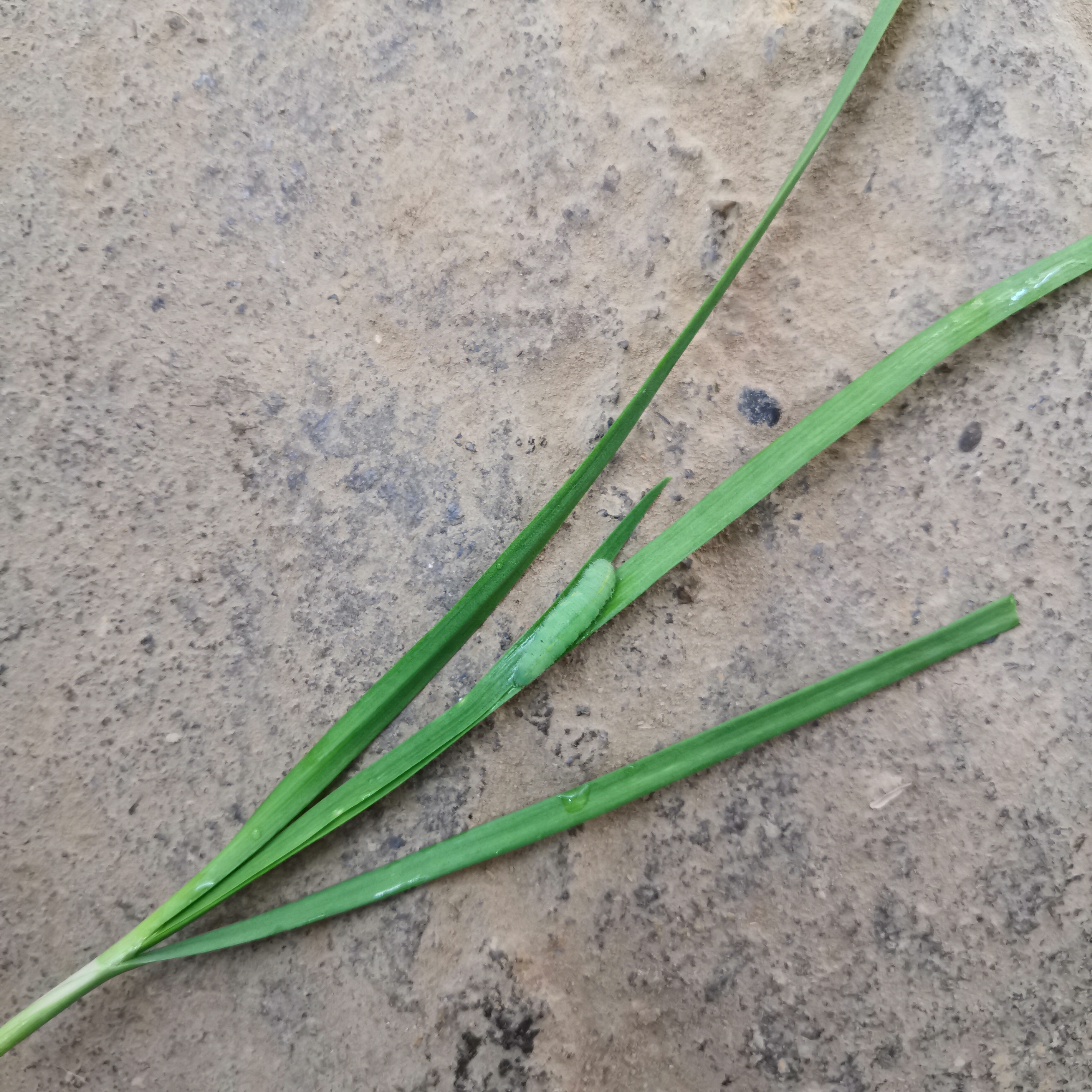 还没有见过韭菜上的虫子