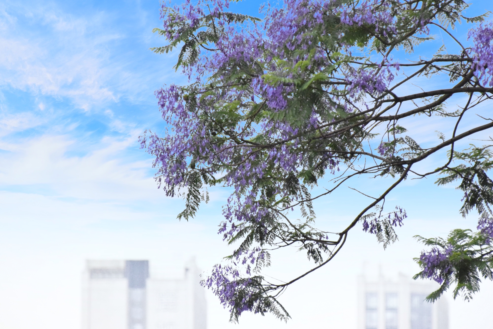 实拍成都金府路1.5公里蓝花楹大道,多路公交可达,错过再等一年