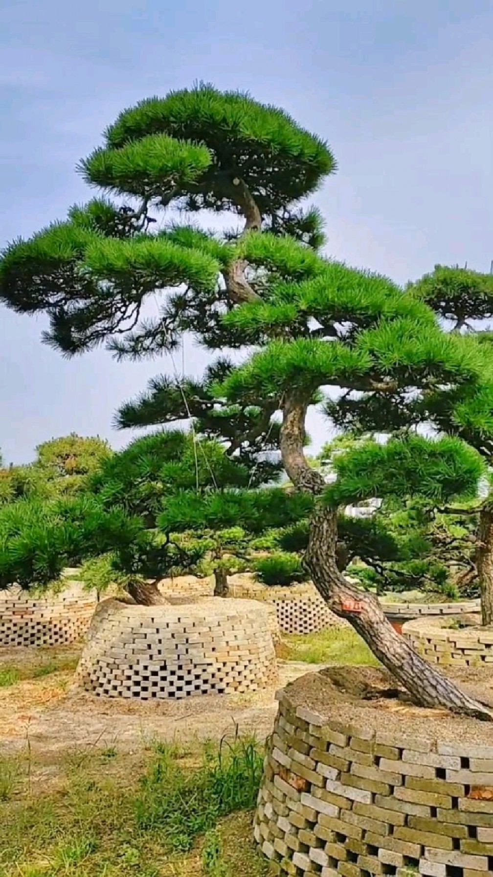 进口黑松,地径19
