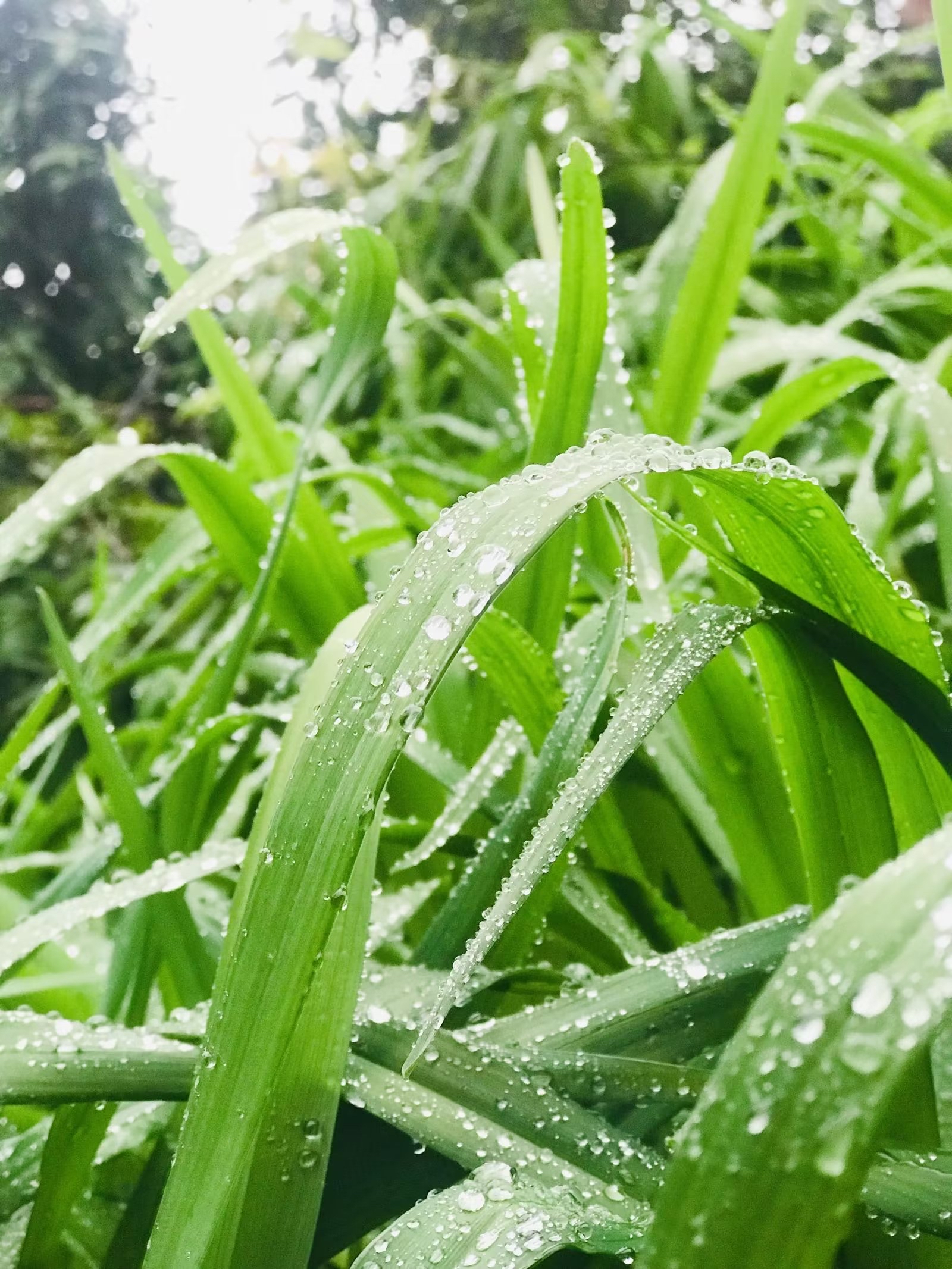 雨古时它有一个灵动而美丽的名字