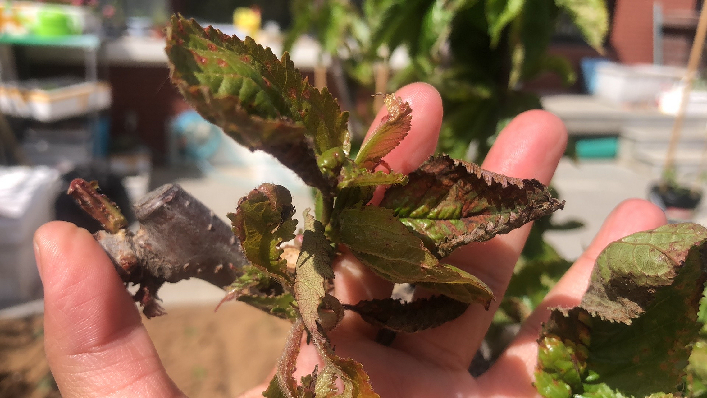 樱桃树苗的种植方法和技巧
