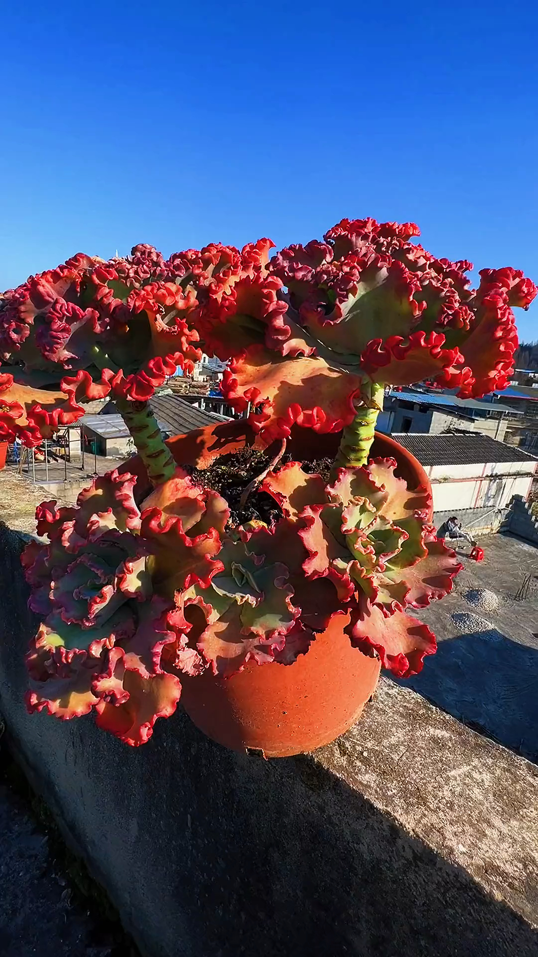 把舞会红裙培育成这样的老桩状态,能不让人羡慕吗?