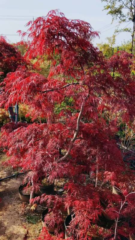 红羽毛枫,实生树桩,每棵造型都不一样,风中的舞女不是瞎说说的-度小视