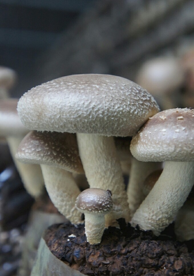 香菇·蘑菇·食材·素材·农产品·山珍·野味·菌类·野味图片