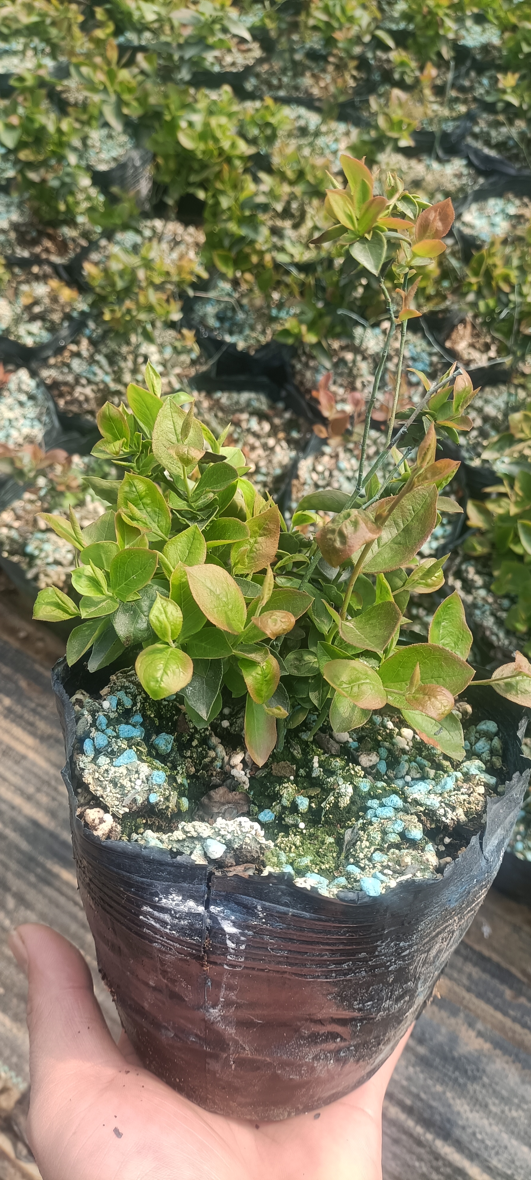 带大家了解一下南高丛极早熟h5蓝莓苗