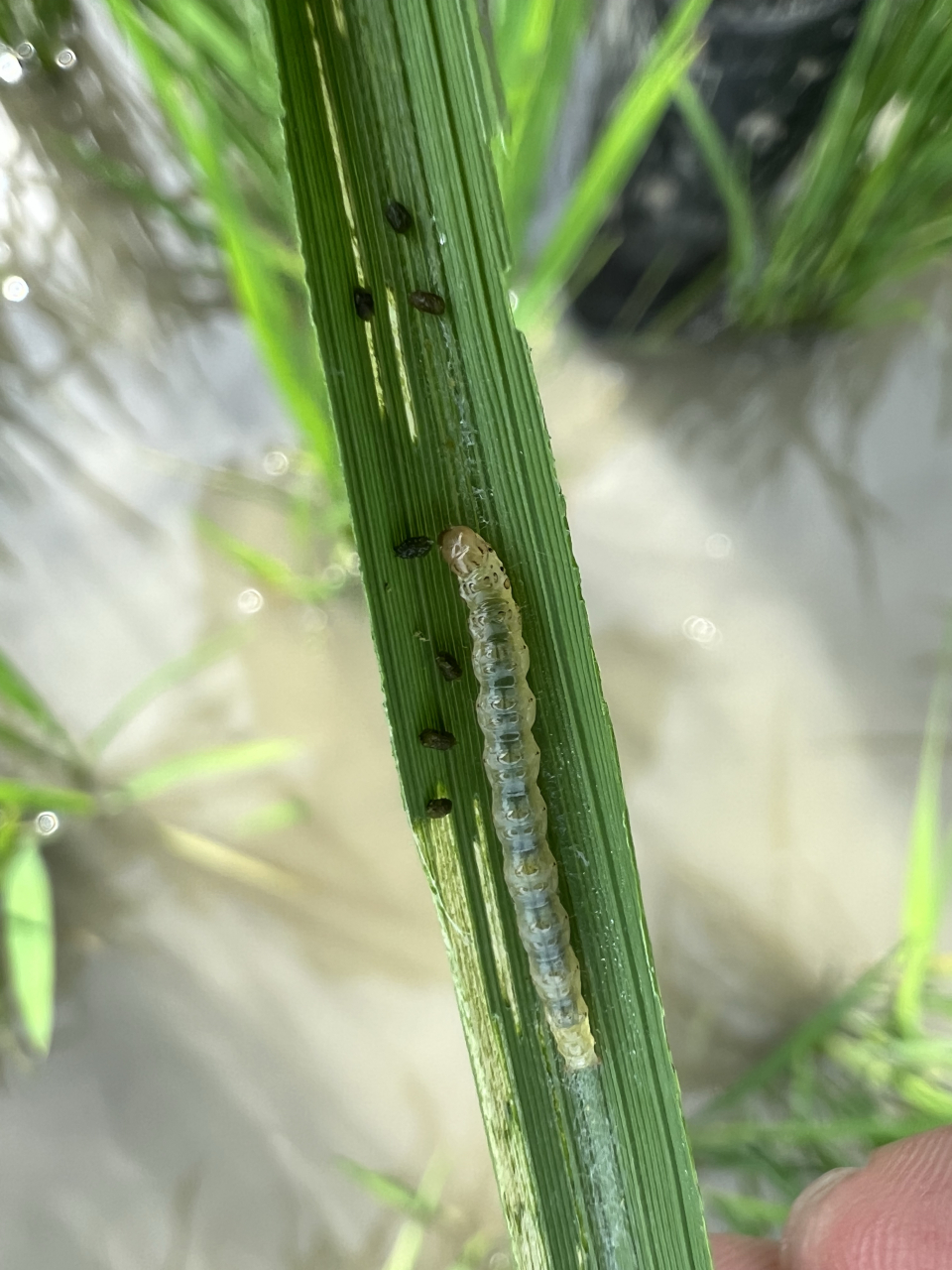 稻纵卷叶螟来了……,请欣赏高清图!