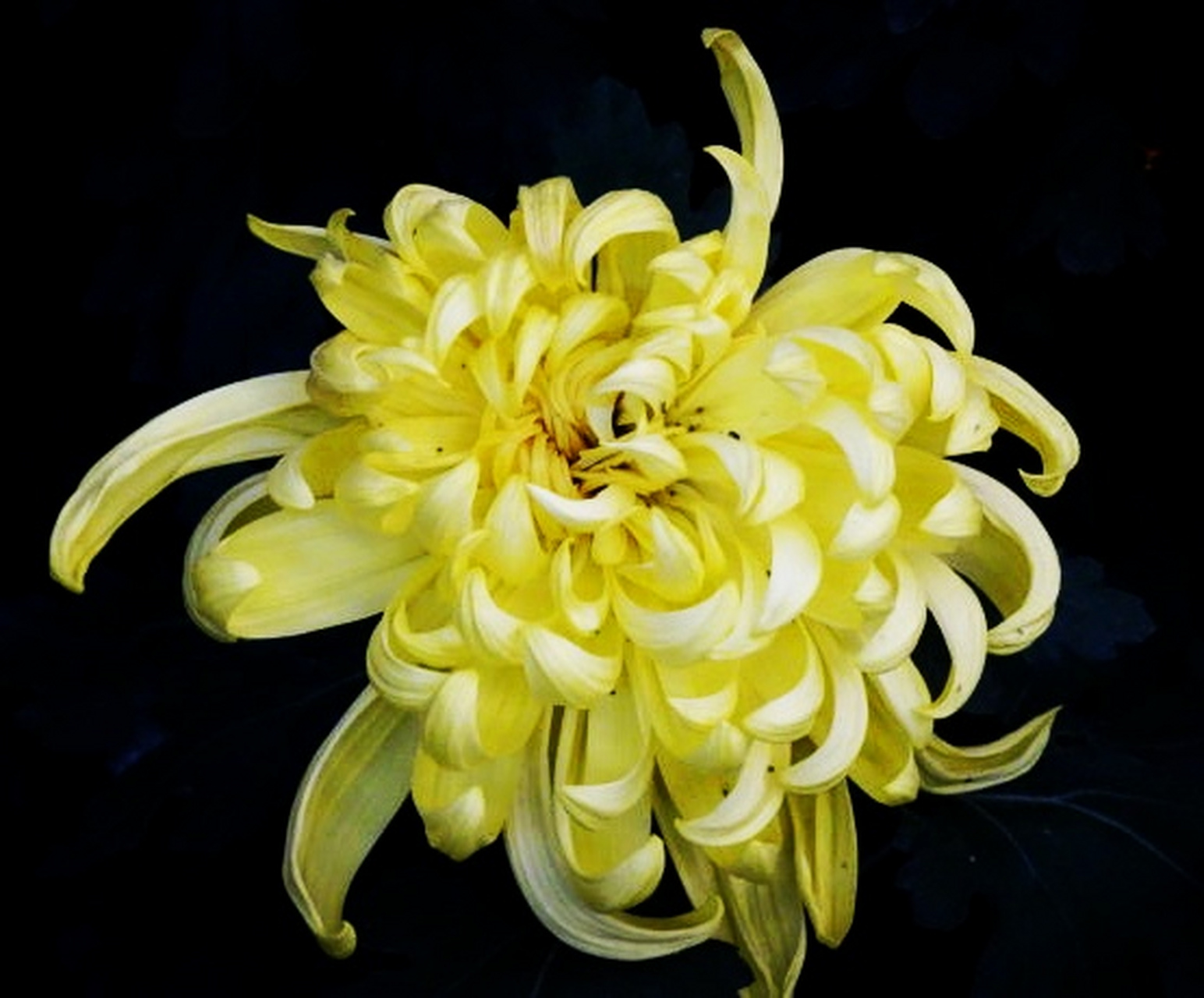 九月动态激励计划# 菊花——西湖柳月  西湖柳月花属匙球型.