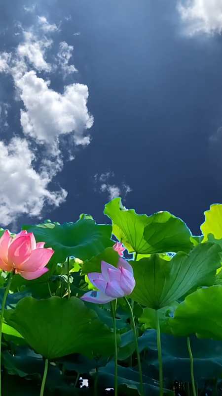 唯美画卷·蓝天白云荷花池-度小视
