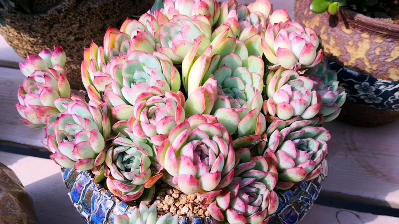 极致状态下的草莓冰,这是竟然夏天养出来的颜色!