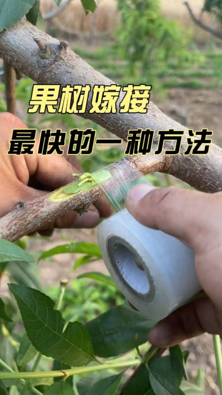 果树嫁接,速度最快的一种方法,1分钟学会-度小视