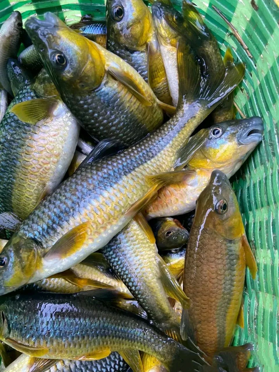 河里钓到的小黄鱼,听说这种鱼优质鲜美,而且刺不多,用来烧汤做菜好吃.