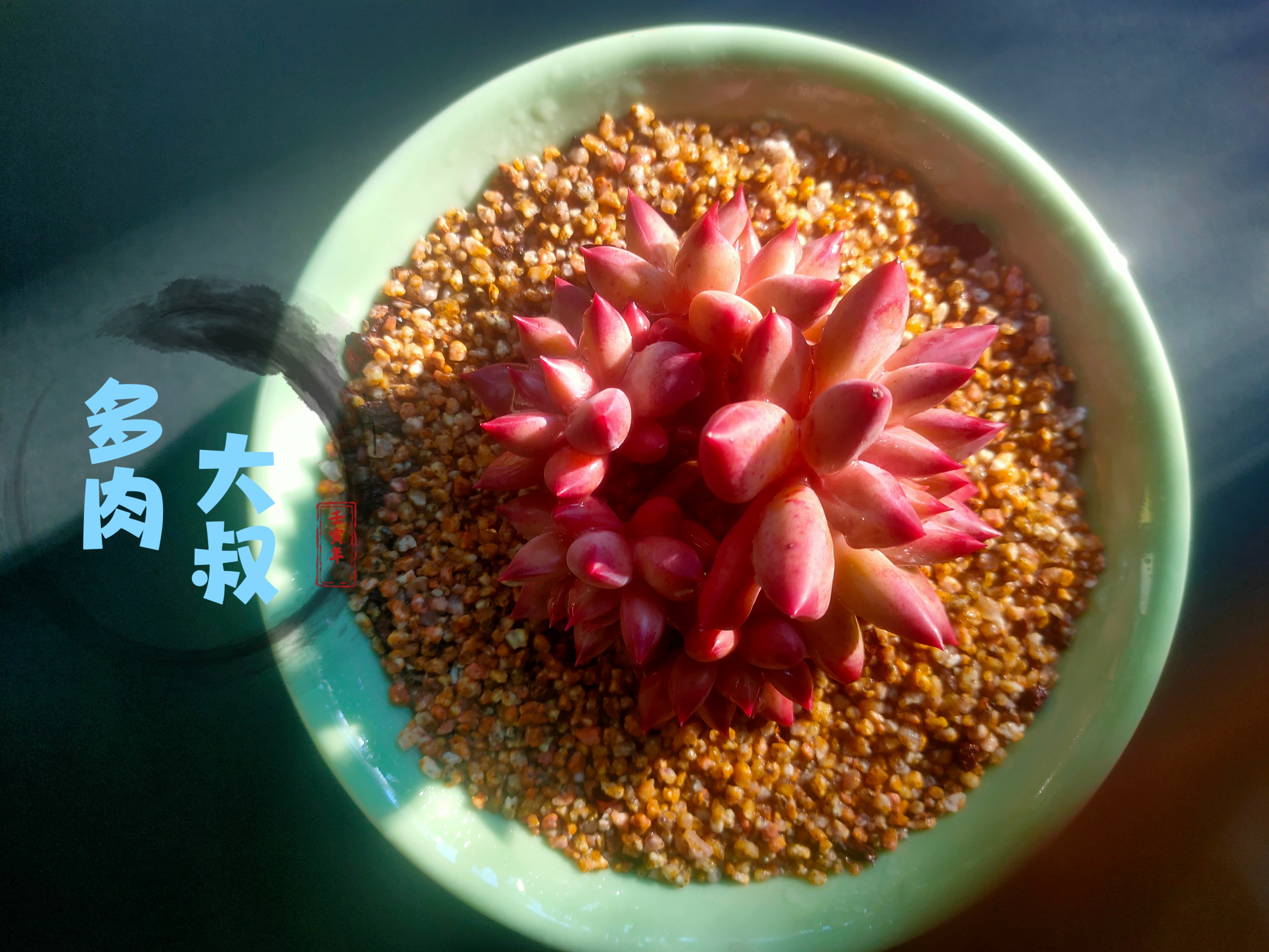 多肉植物四大美人之虞美人