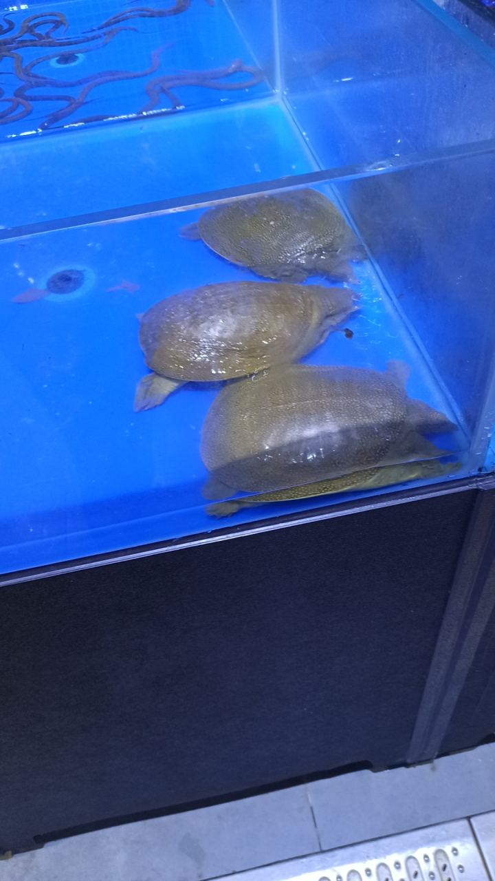 小孩子最喜欢逛超市,看鱼和虾,乌龟,甲鱼等.水的世界孩子最喜欢.